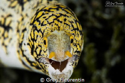 Close-up on a staring morey by Greg Fleurentin 